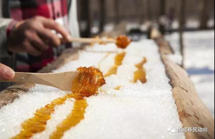 枫叶国趣事：枫糖浆有多珍贵？