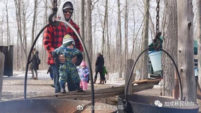 枫叶国趣事:枫糖浆有多珍贵? 枫叶国趣事:枫糖浆有多珍贵?