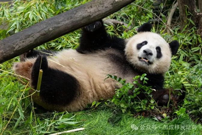 圣地亚哥动物园喜迎大熊猫新成员：云川与鑫宝驾到！