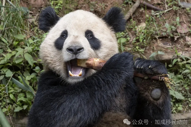 圣地亚哥动物园喜迎大熊猫新成员：云川与鑫宝驾到！