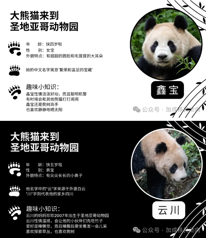 圣地亚哥动物园喜迎大熊猫新成员：云川与鑫宝驾到！