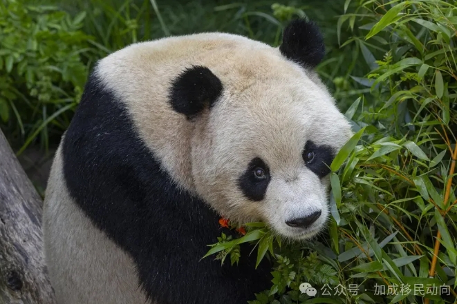圣地亚哥动物园喜迎大熊猫新成员：云川与鑫宝驾到！